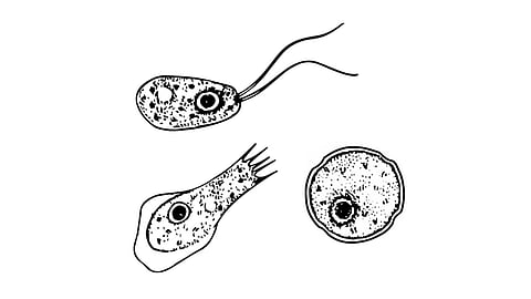 Image of three amoeba forms, one with long flagella, one with short filaments, and one rounded.