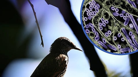 Close-up of a bird perched on a tree branch alongside a microscopic image of the avian influenza virus.