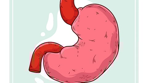 Illustration of a pink human stomach with textured details and red tubes.