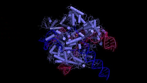 Cas9 in complex with sgRNA and target DNA