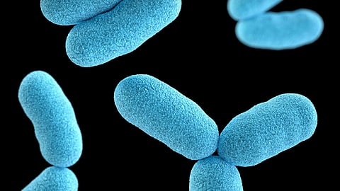 Blue rod-shaped bacteria under a microscope, set against a black background. 