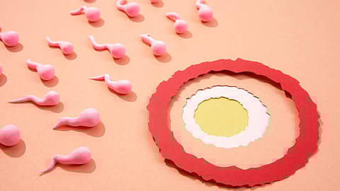 Illustration of eggs and sperm.