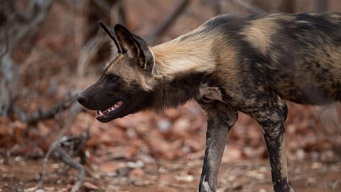 A shabby looking dog outdoors. 