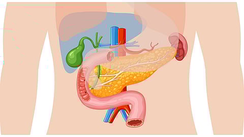 Illustration of the human digestive system showing the pancreas, gallbladder, and intestines.