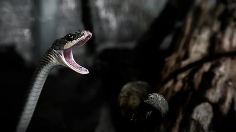 A black snake with open mouth.