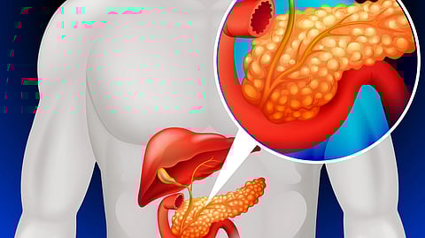 Illustration of human torso with liver and pancreas highlighted. A close-up shows pancreas details in orange.