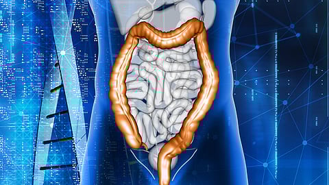 Digital illustration of the human digestive system, featuring the intestines.