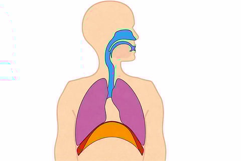 A diagram showing the diaphragm whose contraction involuntarily causes hiccups.