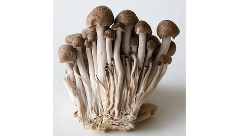A cluster of brown-capped mushrooms with long, slender white stems stands.
