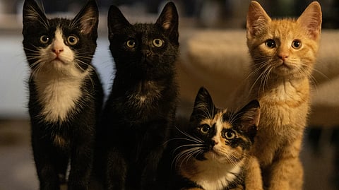 Four kittens black and white, solid black, calico, and orange tabby sit together on a beige ottoman.
