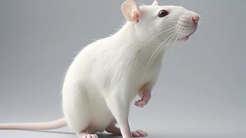 A curious white rat with whiskers stands on its hind legs against a soft gray background.