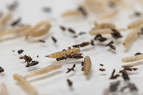 Some larvae of a fly. 