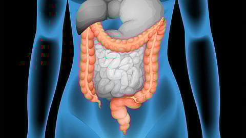 Illustration of a female figure with highlighted digestive system. 