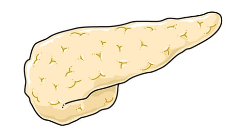 Illustration of a beige pancreas with a textured surface, outlined in black.
