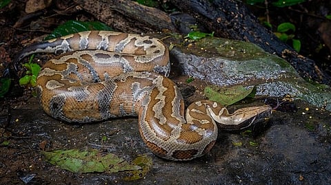 An image of a python on wood log.