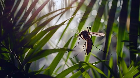 Close-up of a mosquito perched on a vibrant green leaf, backlit by sunlight.