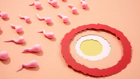 Pink sperm-shaped objects on a peach background approach a layered paper circle resembling an egg.