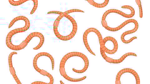 Illustration of multiple pink earthworms in various curved positions, scattered randomly across a white background.