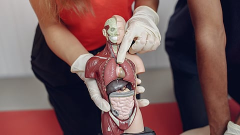 Two people wear gloves and examine a torso anatomy model, pointing to internal organs. 