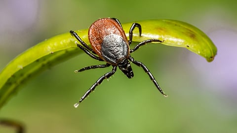 A close-up of a brown and black tick clinging to a curved green leaf. 
