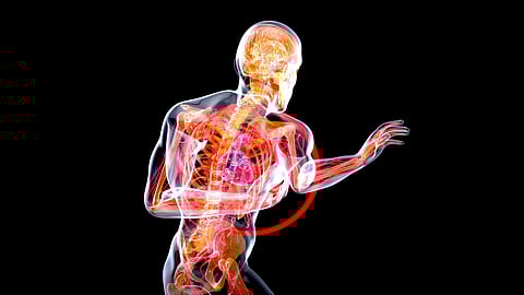 A semi-transparent, X-ray-style image of a person running, highlighting bones and organs with vibrant orange, red, and yellow tones.