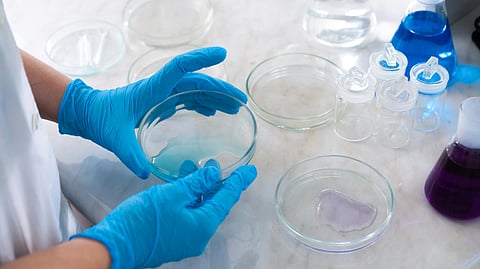 Lab technician with blue gloves holds a Petri dish on a marble table.
