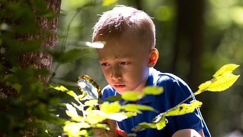 A young boy in a blue shirt is intently examining leaves with a magnifying glass in a sunlit forest. 