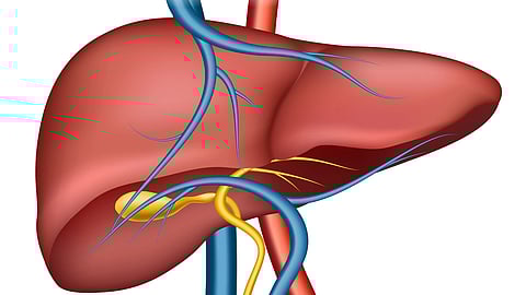 Illustration of a human liver with highlighted blood vessels and bile ducts. Blue veins, red arteries, and yellow bile ducts.
