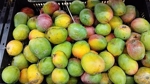 Mango Lalbaug Indian variety . Mango Mangifera indica fruit variety in India. Photo taken in market at Mumbai, Maharashtra. Image by Raju Kasambe