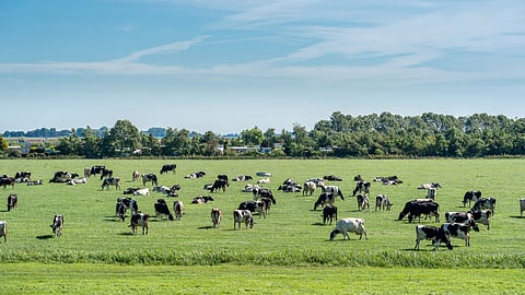 Herd of cattle grazing in a fresh meadow under a blue sky with clouds.