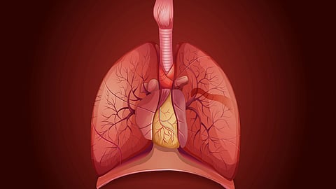 Illustration of human lungs and heart with branching airways and blood vessels against a dark red background.
