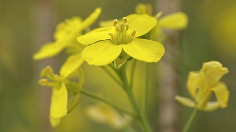Close-up of vibrant yellow flowers.