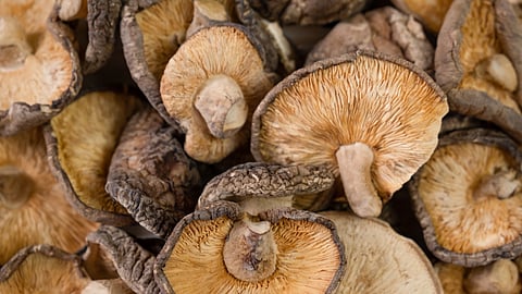 A close-up of dried shiitake mushrooms piled together.