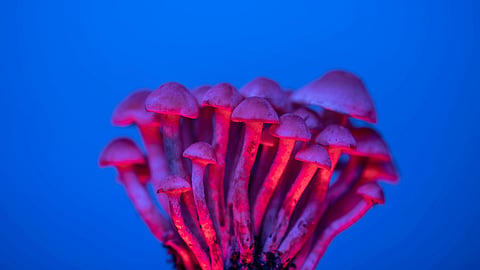 Cluster of mushrooms glows under vibrant blue lighting.