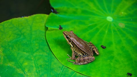 A small brown frog sits on a vibrant green lily pad, surrounded by water. 