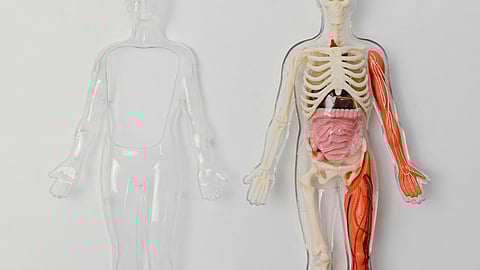 A clear human model stands next to an anatomical model showing bones, muscles, and organs.