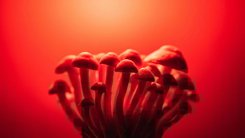Cluster of mushrooms in silhouette against a vibrant red background.