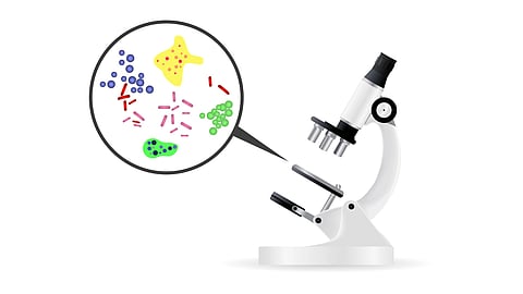 Illustration of a white microscope with a magnified view showing colorful bacteria and cells.