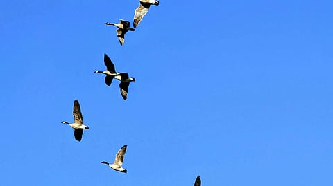 Flock of birds flying in a V formation against a clear blue sky.