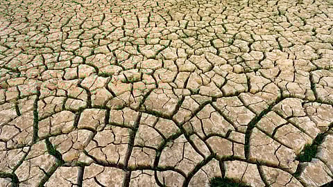 Cracked dry soil with a few small green grass patches showing drought and survival.