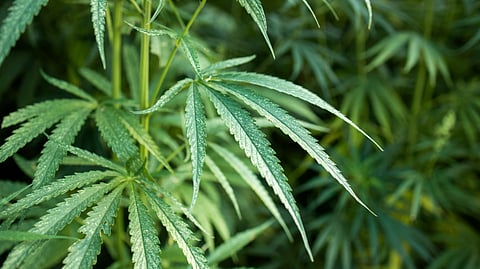 Close-up of vibrant green cannabis leaves with serrated edges in a lush garden setting. 