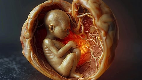 Human fetus in the prenatal development stage in the womb
