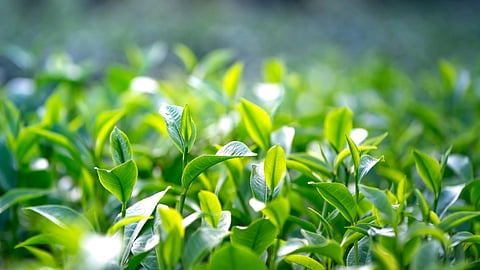 Vibrant green tea leaves bask in soft sunlight.