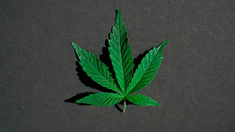 A vibrant green cannabis leaf with distinct serrated edges lies flat against a dark gray background.