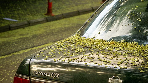 A green car parked on a leafy street with its rear window and trunk covered in small yellow-green leaves. 