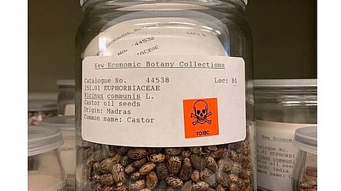Castor oil seeds in a jar with a label.