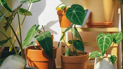 Potted plants with heart-shaped green leaves bask in sunlight on a wooden shelf. 