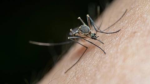 Close-up of a mosquito on human skin, its long legs and delicate wings visible. 