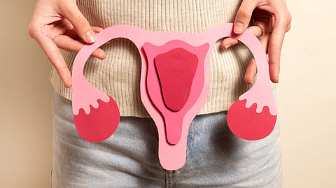 A person holds a paper model of the female reproductive system near their waist.
