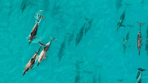 Aerial view of dolphins swimming in crystal-clear turquoise water. 
